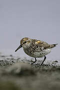 Western Sandpiper