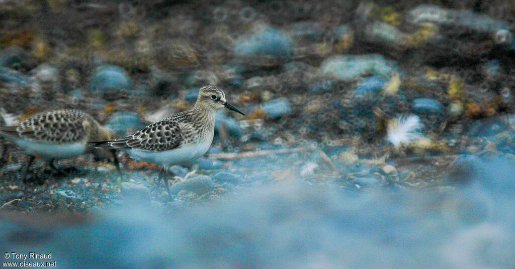 Baird's Sandpiper