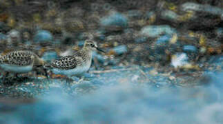 Baird's Sandpiper