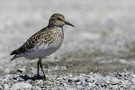 Least Sandpiper