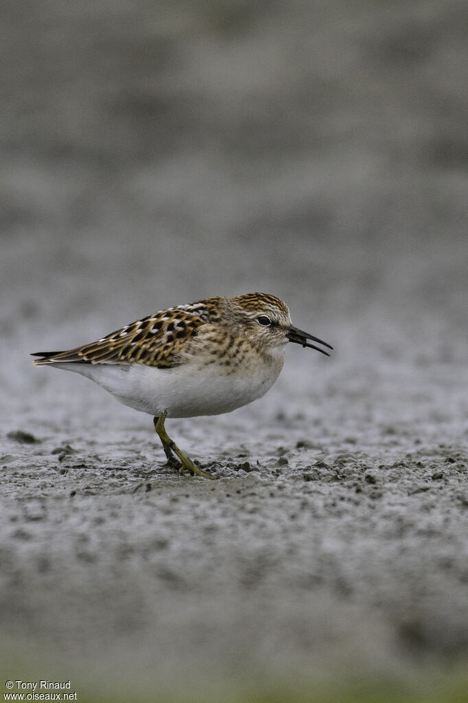 Least Sandpiperadult breeding, identification, pigmentation, walking, eats