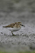 Least Sandpiper