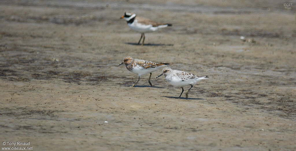 Bécasseau sanderling, composition, pigmentation, marche