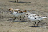 Bécasseau sanderling