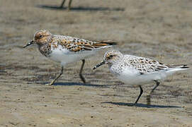 Bécasseau sanderling