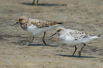 Bécasseau sanderling