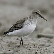 Dunlin