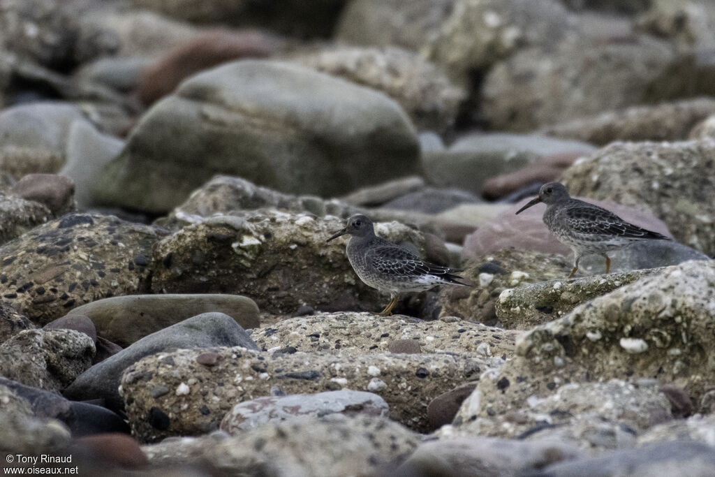 Purple Sandpiperpost breeding, aspect, walking