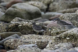 Purple Sandpiper