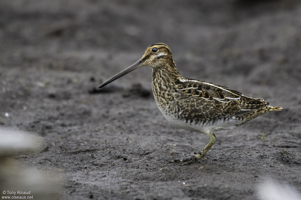 Wilson's Snipe, identification, aspect, walking