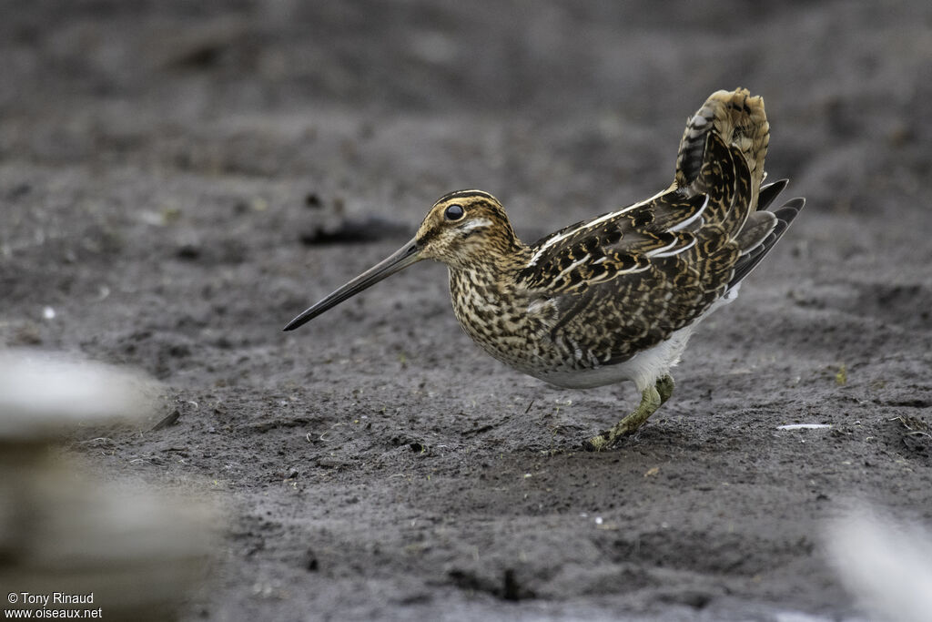 Wilson's Snipe, identification, aspect, walking