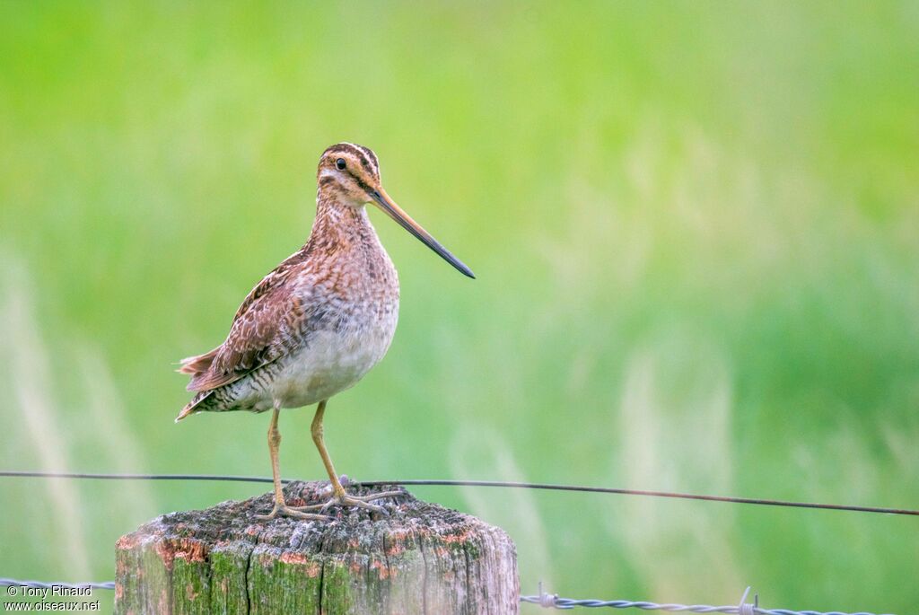 Common Snipeadult, identification, aspect