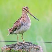 Common Snipe