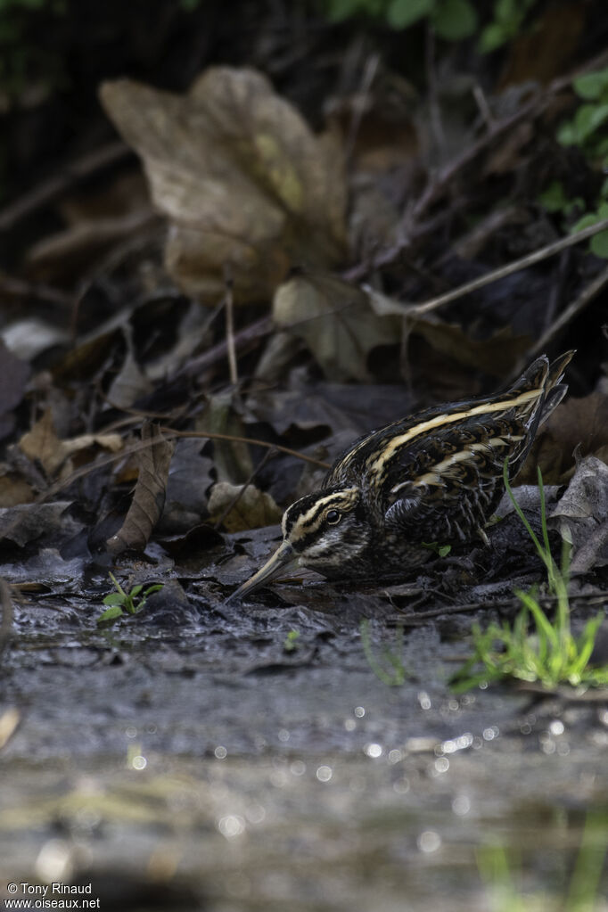 Jack Snipeadult, identification, aspect, camouflage, walking