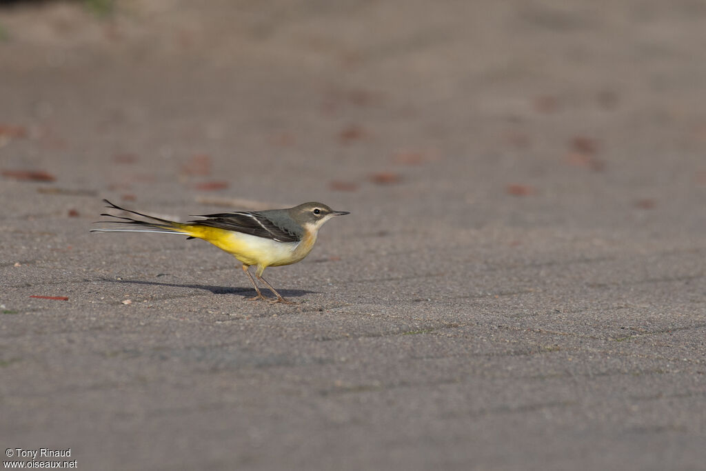 Grey Wagtailpost breeding, identification, aspect, pigmentation, walking