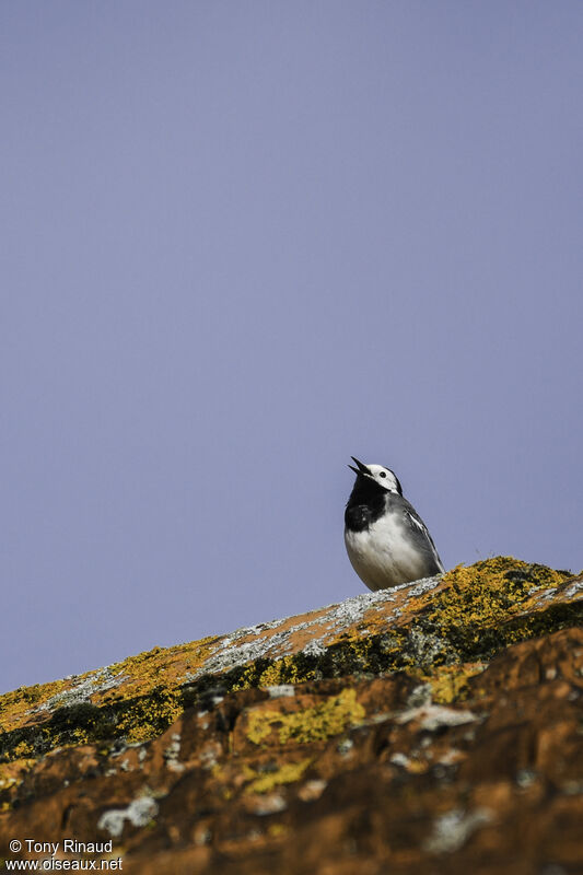 White Wagtailadult breeding, identification, aspect, walking, song