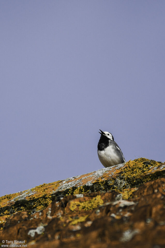 White Wagtailadult breeding, identification, aspect, walking, song