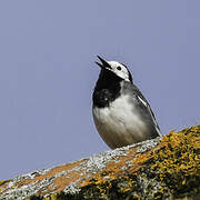 White Wagtail