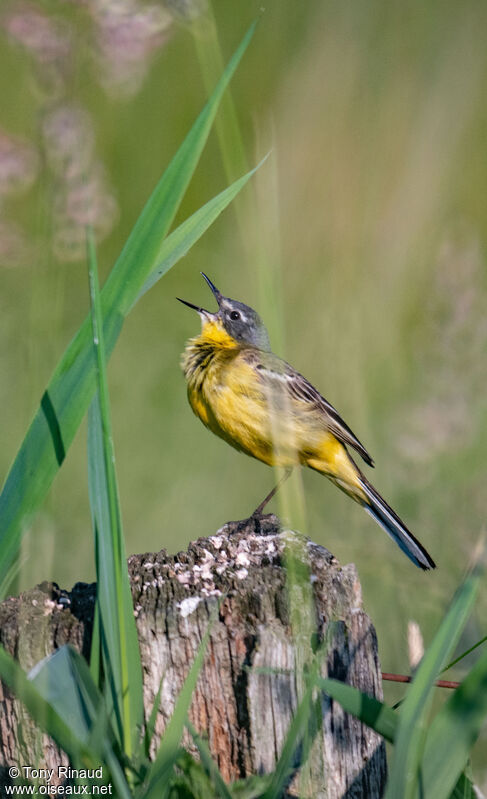 Western Yellow Wagtail male adult breeding, identification, aspect, song