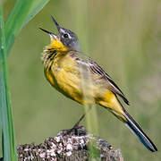 Western Yellow Wagtail