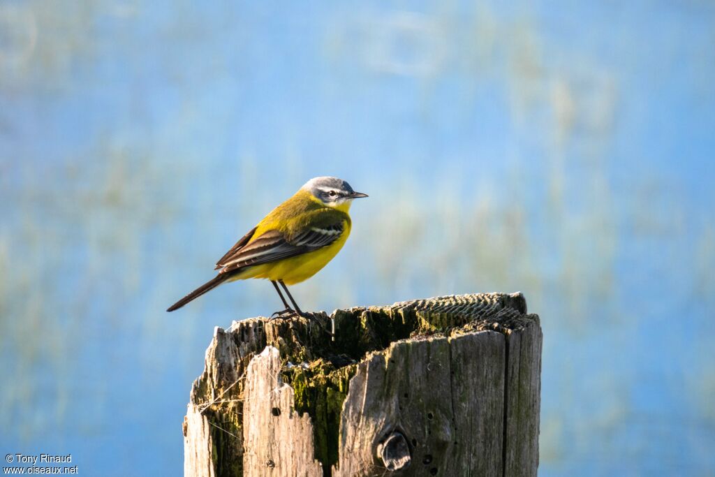 Western Yellow Wagtailadult breeding, identification, aspect, pigmentation, walking