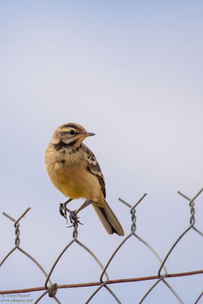 Western Yellow WagtailFirst year, identification, aspect