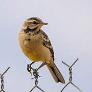 Western Yellow Wagtail