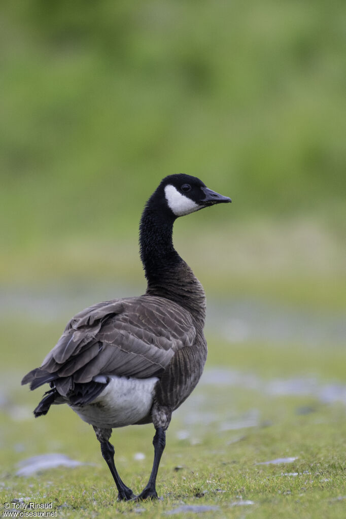 Canada Gooseadult breeding, identification, aspect, walking