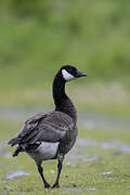 Canada Goose