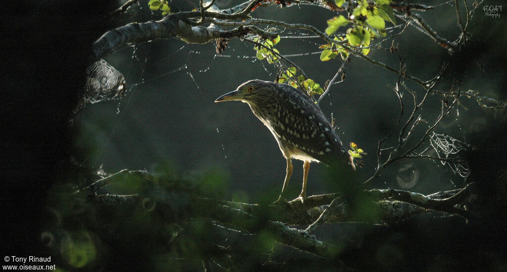 Black-crowned Night HeronFirst year, identification, aspect, pigmentation, walking