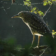 Black-crowned Night Heron