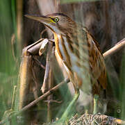 Little Bittern