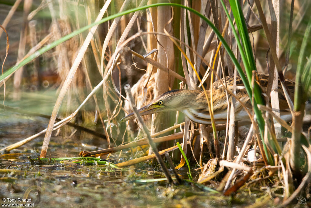 Blongios nain1ère année, identification, composition, marche, pêche/chasse