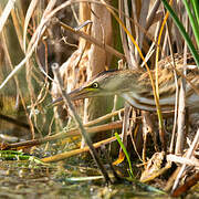 Little Bittern