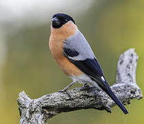 Eurasian Bullfinch