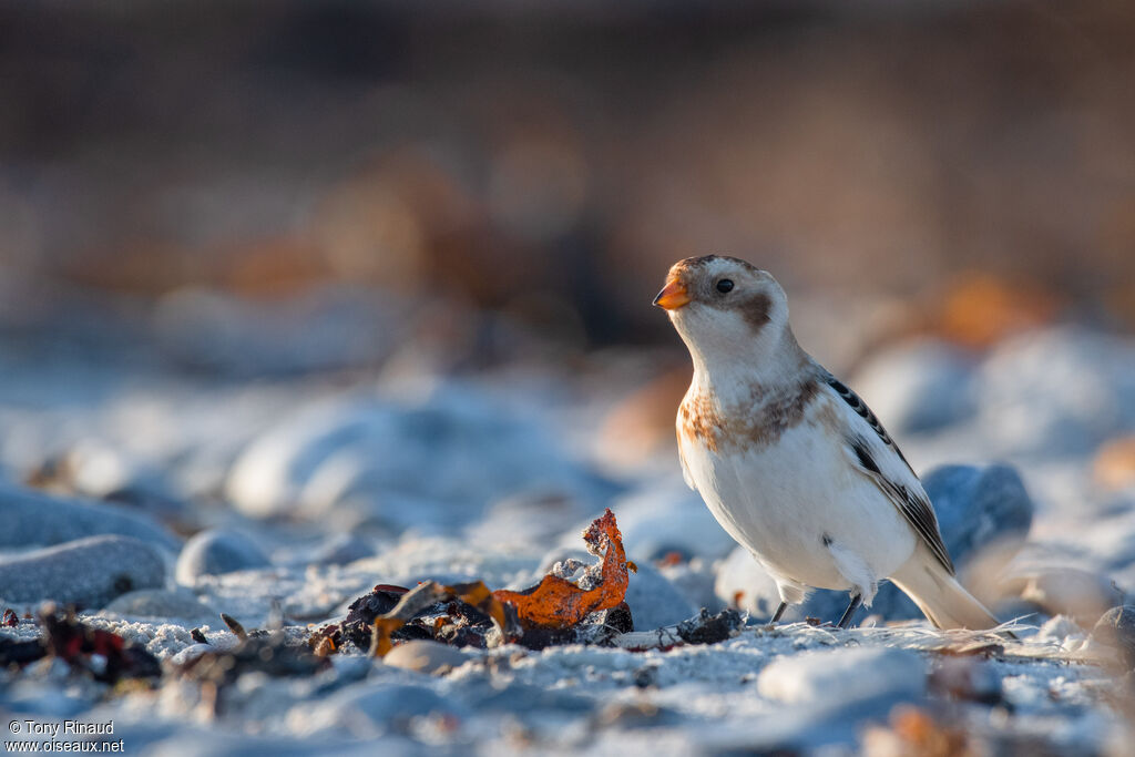 Bruant des neigesinternuptial, identification, composition, marche