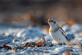 Snow Bunting