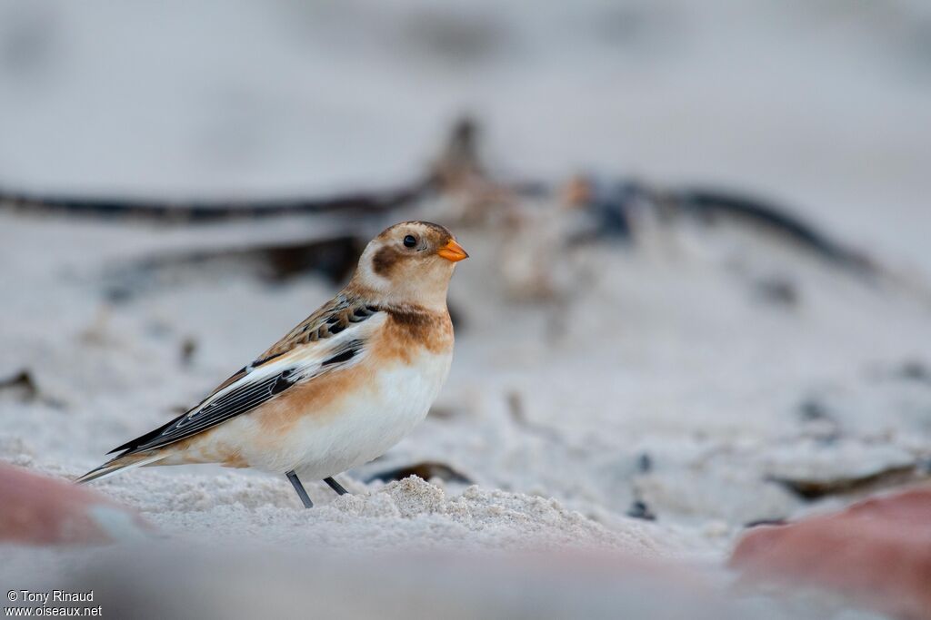 Snow Buntingpost breeding, identification, aspect, walking