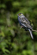 Savannah Sparrow