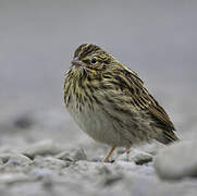 Savannah Sparrow