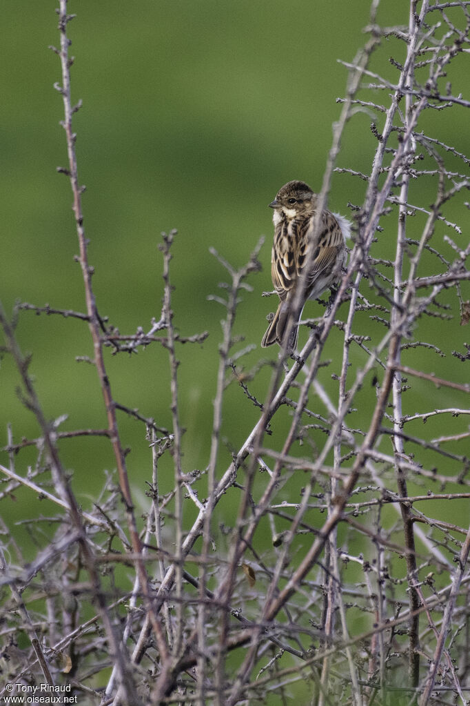 Common Reed Buntingpost breeding, identification, aspect