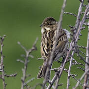 Common Reed Bunting