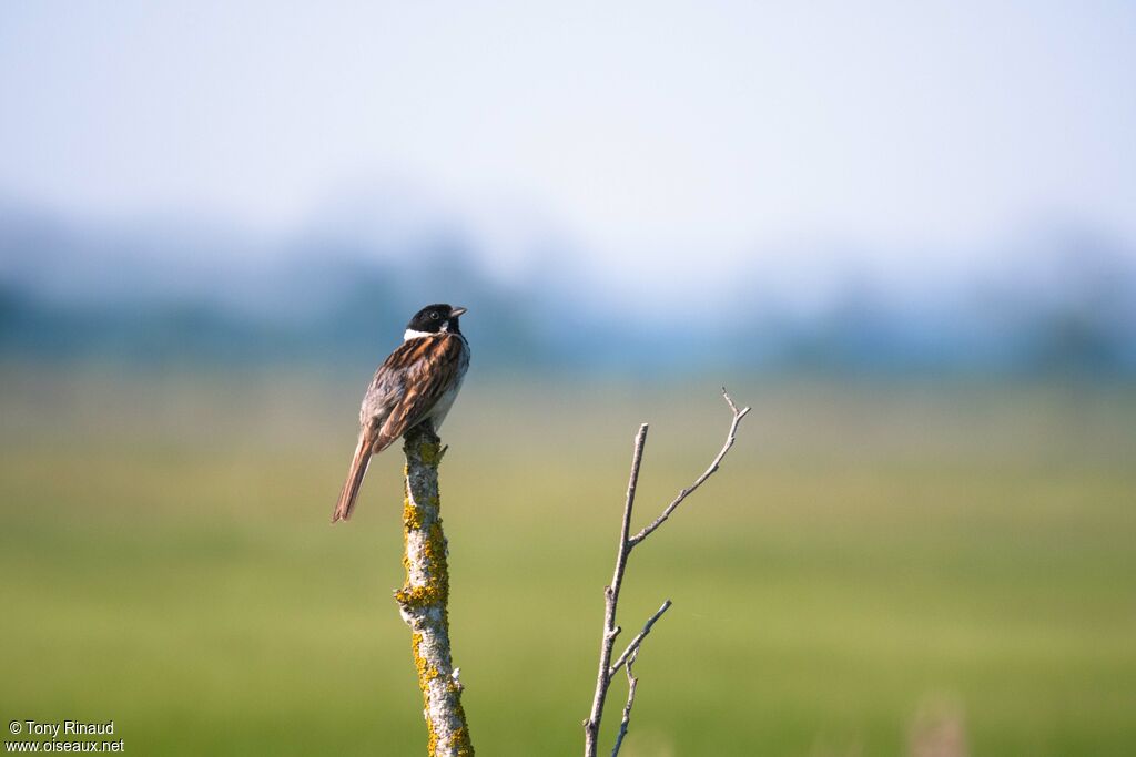 Bruant des roseaux mâle adulte nuptial, identification, composition