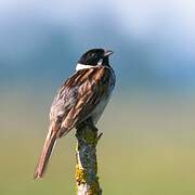 Common Reed Bunting