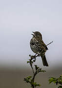 Red Fox Sparrow