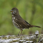 Red Fox Sparrow