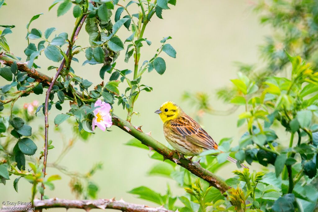 Bruant jaune mâle adulte nuptial, identification, composition