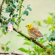 Yellowhammer