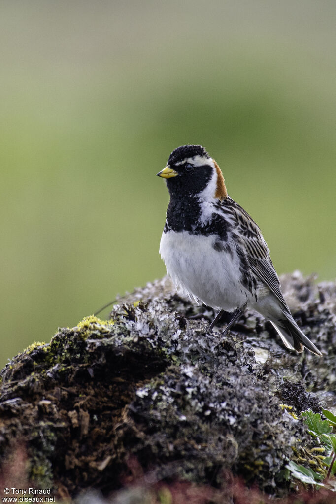 Lapland Longspur male adult breeding, identification, aspect, pigmentation, walking