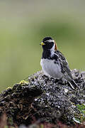 Lapland Longspur